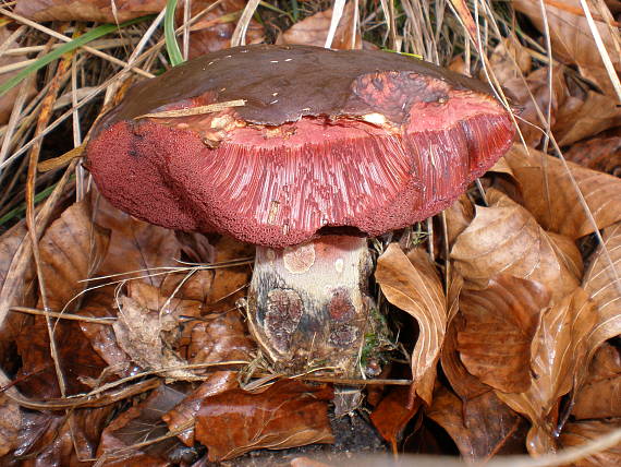 hríb zrnitohlúbikový Sutorius luridiformis (Rostk.) G. Wu & Zhu L. Yang