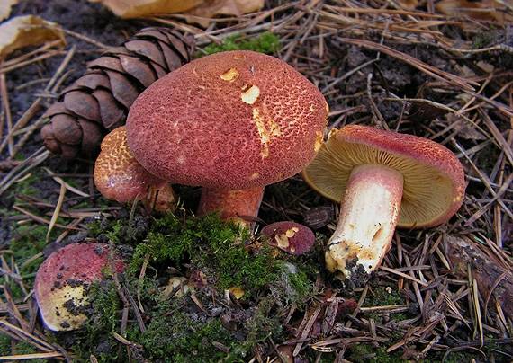 čírovec červenožltý Tricholomopsis rutilans (Schaeff.) Singer