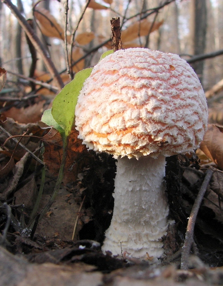 muchotrávka červená Amanita muscaria (L.) Lam.