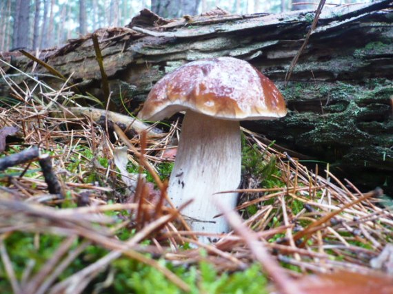 hríb smrekový Boletus edulis Bull.