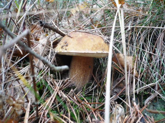 hríb smrekový Boletus edulis Bull.