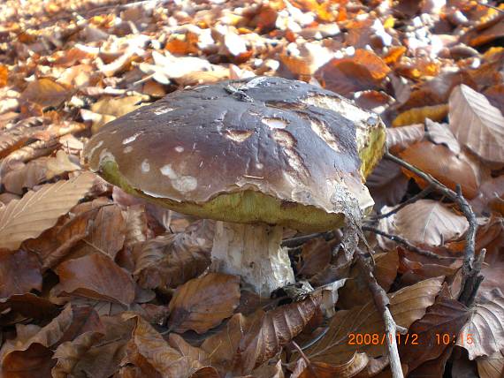 hríb smrekový Boletus edulis Bull.