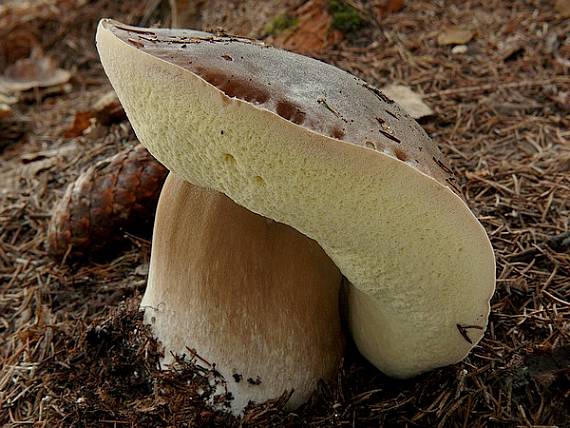 hríb smrekový Boletus edulis Bull.