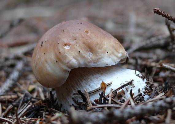 hríb smrekový Boletus edulis Bull.