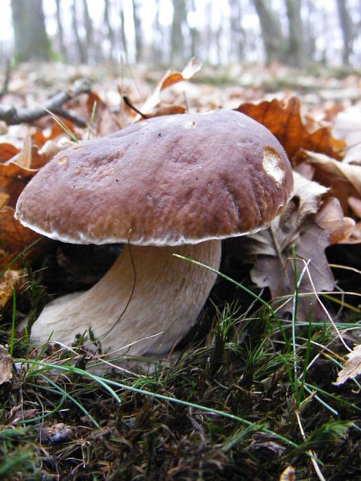 hríb smrekový Boletus edulis Bull.