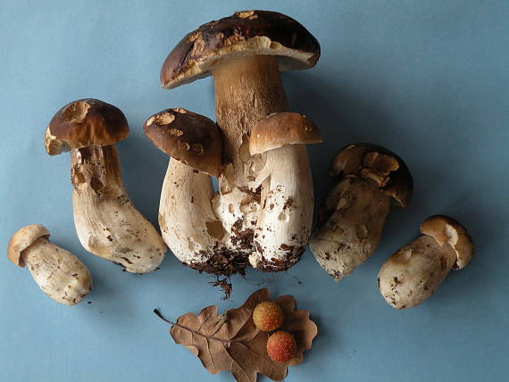 hríb smrekový Boletus edulis Bull.