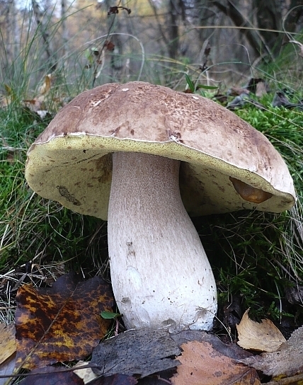 hríb smrekový Boletus edulis Bull.