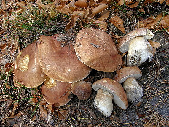 hríb sosnový Boletus pinophilus Pil. et Dermek in Pil.