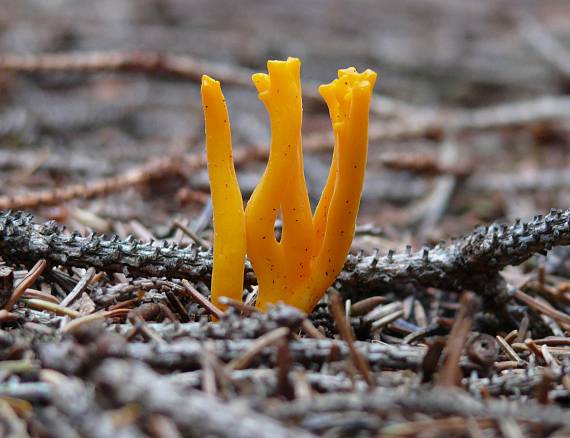 parôžkovec lepkavý Calocera viscosa (Pers.) Fr.