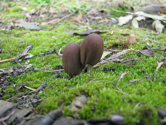 hnojník spáleniskový? Coprinellus angulatus?