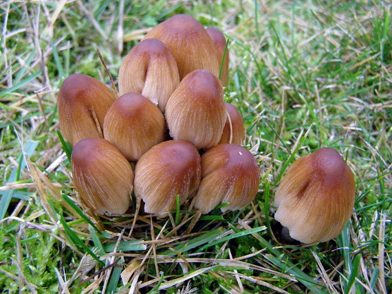 hnojník ligotavý Coprinellus micaceus (Bull.) Vilgalys, Hopple & Jacq. Johnson