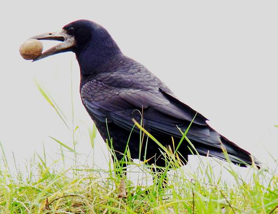 havran čierny-ale čo s ním... Corvus frugilegus