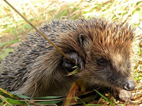 jež tmavý Erinaceus europaeus