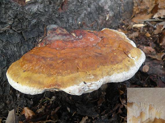 práchnovček pásikavý Fomitopsis pinicola (Sw.) P. Karst.