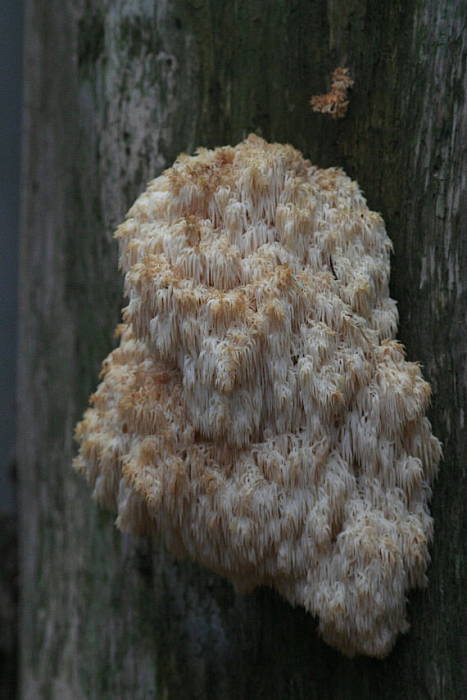 koralovec jedľový Hericium alpestre Pers.