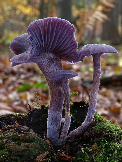 lakovka ametystová Laccaria amethystina (Huds.) Cooke