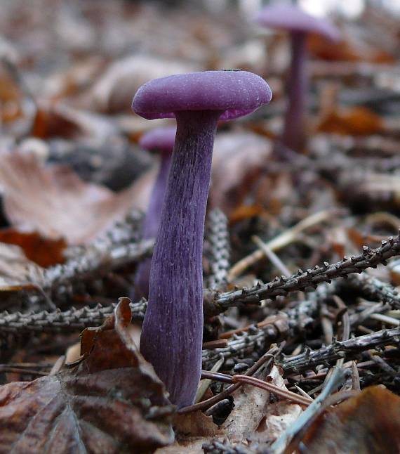 lakovka ametystová Laccaria amethystina (Huds.) Cooke