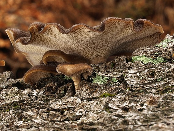 trúdnik zimný Lentinus brumalis (Pers.) Zmitr.