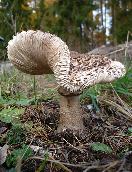 bedľa vysoká Macrolepiota procera (Scop.) Singer