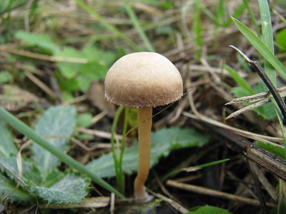 tanečnica poľná? Marasmius oreades?