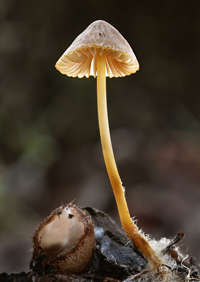 prilbička oranžovoobrúbená Mycena aurantiomarginata (Fr.) Quél.