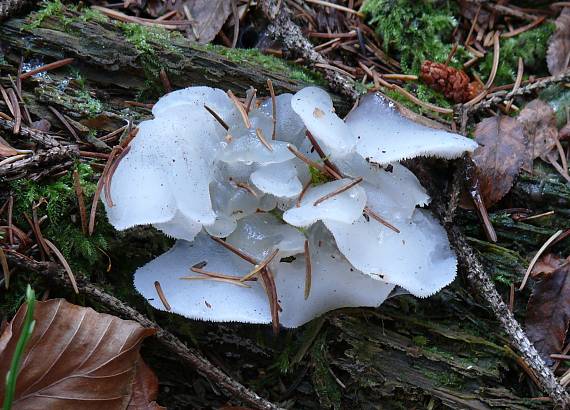 pajelenka želatínová Pseudohydnum gelatinosum (Scop.) P. Karst.