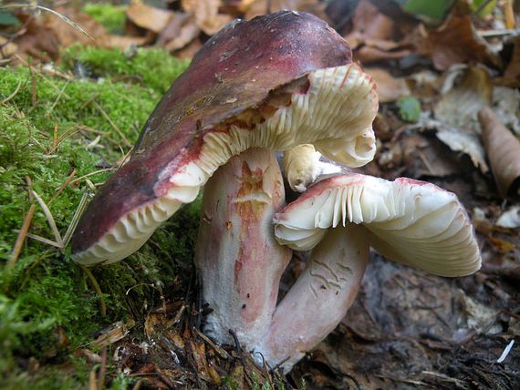 plávka zlomocná Russula sardonia Fr.