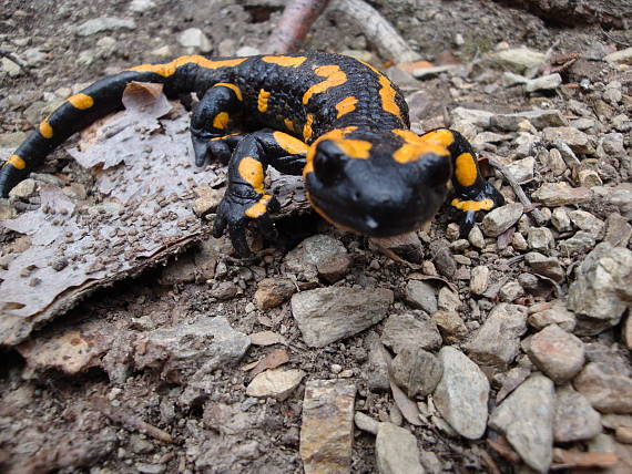 salamandra