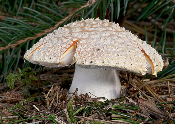 muchotrávka červená Amanita muscaria (L.) Lam.