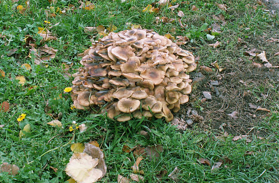 podpňovka Armillaria sp.