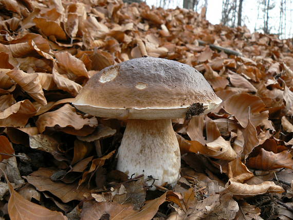 hríb smrekový Boletus edulis Bull.