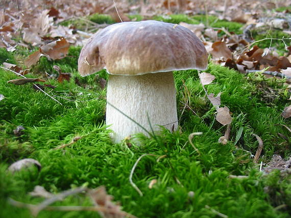 hríb smrekový Boletus edulis Bull.