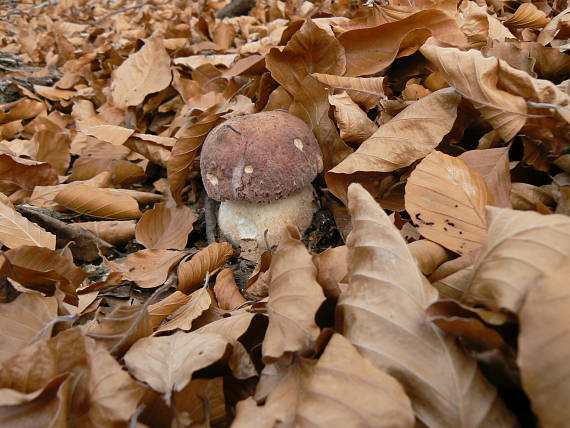 hríb sosnový Boletus pinophilus Pil. et Dermek in Pil.