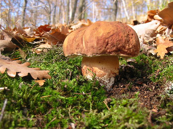 hríb sosnový Boletus pinophilus Pil. et Dermek in Pil.