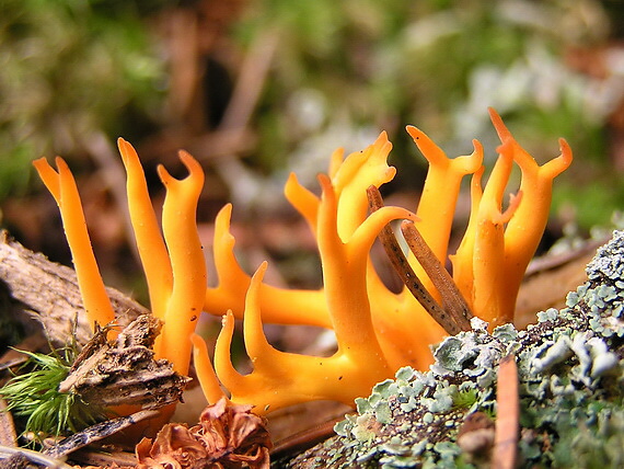 parôžkovec lepkavý Calocera viscosa (Pers.) Fr.