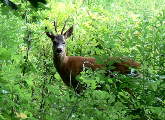 srnec Capreolus capreolus)