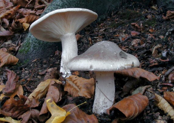 strmuľka inovaťová Clitocybe nebularis (Batsch) P. Kumm.