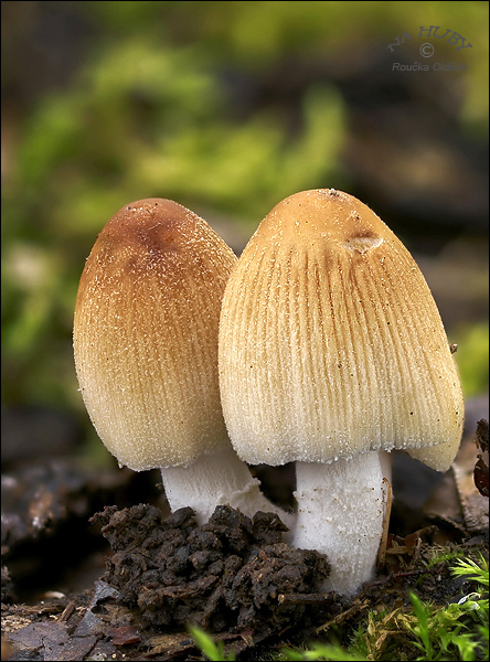 hnojník ligotavý Coprinellus micaceus (Bull.) Vilgalys, Hopple & Jacq. Johnson