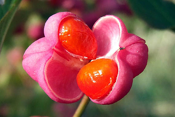 bršlen európsky Euonymus europaeus L.