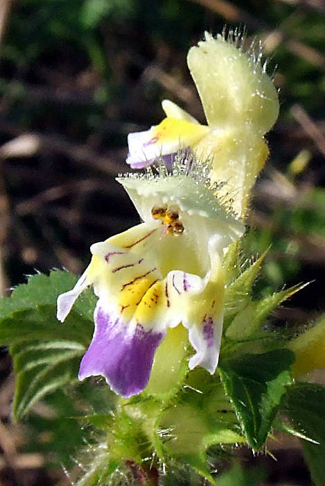 konopnica úhľadná Galeopsis speciosa Mill.