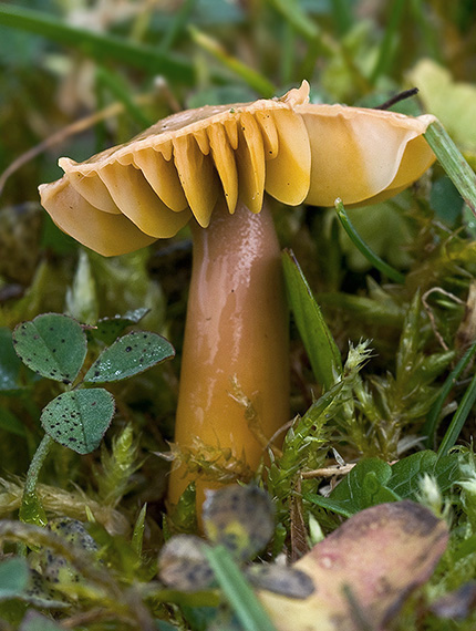 lúčnica žltozelená Gliophorus psittacinus (Schaeff.) Herink