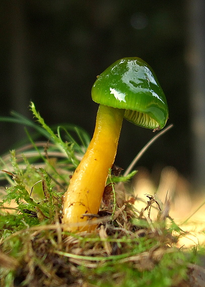 lúčnica žltozelená Gliophorus psittacinus (Schaeff.) Herink