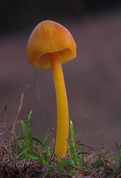 lúčnica Hygrocybe sp.