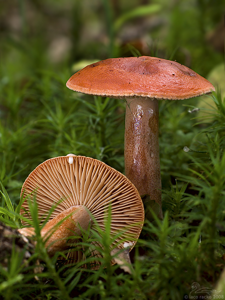 rýdzik pomarančový Lactarius aurantiacus (Pers.) Gray