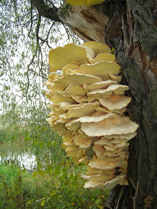 sírovec obyčajný Laetiporus sulphureus (Bull.) Murrill