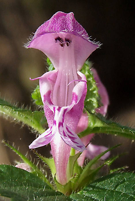 hluchavka škvrnitá Lamium maculatum L.