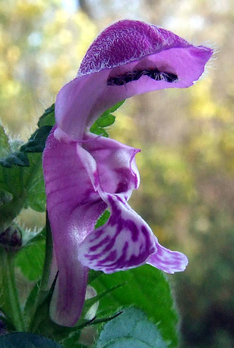 hluchavka škvrnitá Lamium maculatum L.