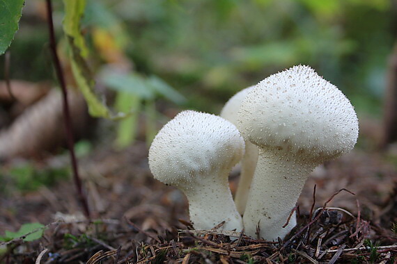 prášnica bradavičnatá Lycoperdon perlatum Pers.