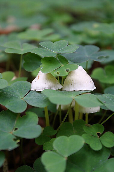 prilbička Mycena sp.