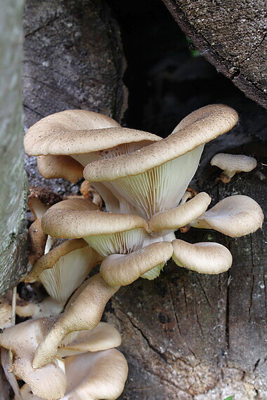 hliva buková Pleurotus pulmonarius (Fr.) Quél.